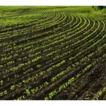 要恢复地肥力需要多久的的休耕期(不轮作)?