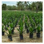 大马油棕种植业如今还能在育种技术下取得突破吗?