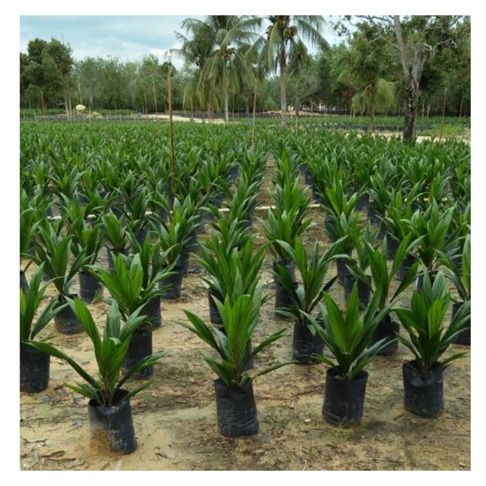 You are currently viewing 大马油棕种植业如今还能在育种技术下取得突破吗?