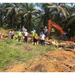 油棕秧苗低价出售, 买者风险高?