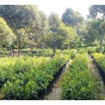 育种技术是否有望突破大马榴莲及稻米产业现状?