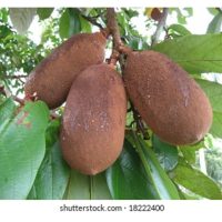 如何在大马种植及开发古布阿苏果(Cupuacu)?