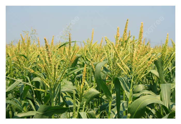 Read more about the article 举出数种花粉由风媒进行的大马作物