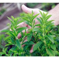 甜菊含天然糖份，糖尿病人可以安全饮用?