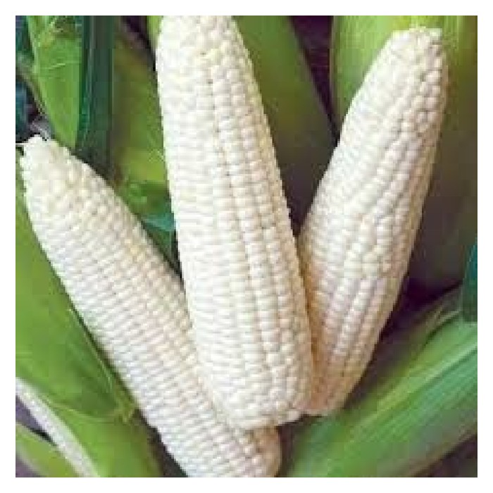 Read more about the article 玉米拥有什么營养? 金马仑种的珍珠玉米可说是地方上的特产,香甜可口,销路稳定,这个品种能否在低地种呢?
