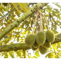 榴莲种植中，疏果比疏花更为重要?