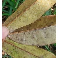 如何有效地防治榴莲蚧壳虫?