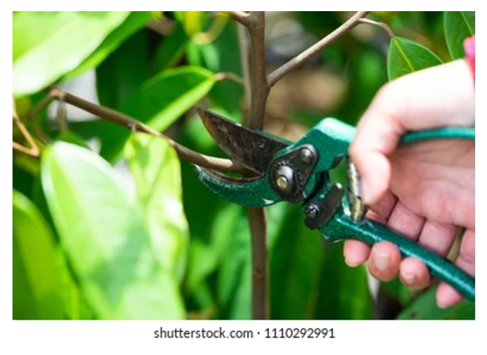 Read more about the article 榴莲修技指南