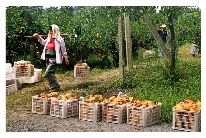 Read more about the article 园主阿聪说:这肥料真棒,施后的果树,成长佳,果也丰了。 旁观者说:那是因为你果园的地肥力贫乏,补充了肥,一切就好起来了。如何看待此事?