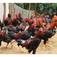 马来西亚的马来人喜欢放养甘榜鸡,消遣之余也赚点收入,一些还在面子书设立甘榜鸡组群分享养殖心得!