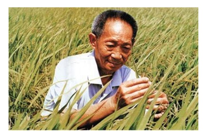 Read more about the article 水稻杂交之父已故袁隆平最偉大的贡献是什么?