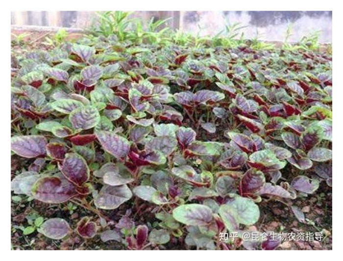 Read more about the article 苋菜乃大马农友喜欢下种的蔬菜, 但時常出现一些常见病害, 要如何防治?