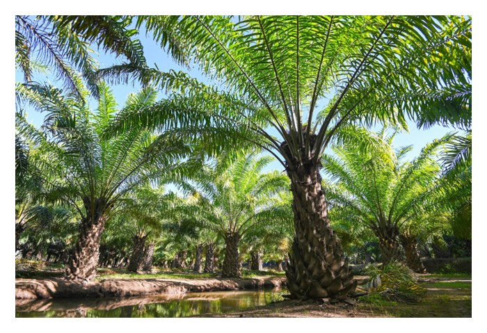 Read more about the article 油棕树的成长及产果,总结一句,就是干物物生产(dry matter assimilates),这样才能结出有形物质如叶子、树茎、根系、花果等,这方面就必须依靠光合作用效率了?