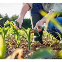 农业生物科技的范围是什么? 如何应用在日常农作里?