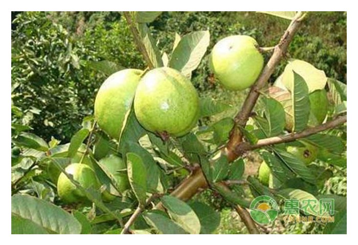 Read more about the article 番石榴适合何种气候种植? 谈谈它的功能、种植技术、回酬及大马种植前景