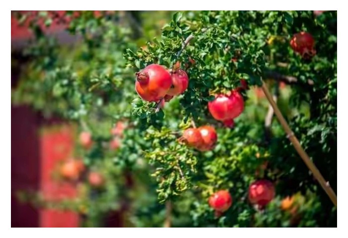 Read more about the article 石榴在大马能长得好吗? 谈谈它的种植潜能、种植技术、回酬及前景