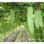 黄瓜、丝瓜、苦瓜及老黄瓜是否拥共同病虫害? 种植技术大约相同? 在大马,那个回酬率较佳?