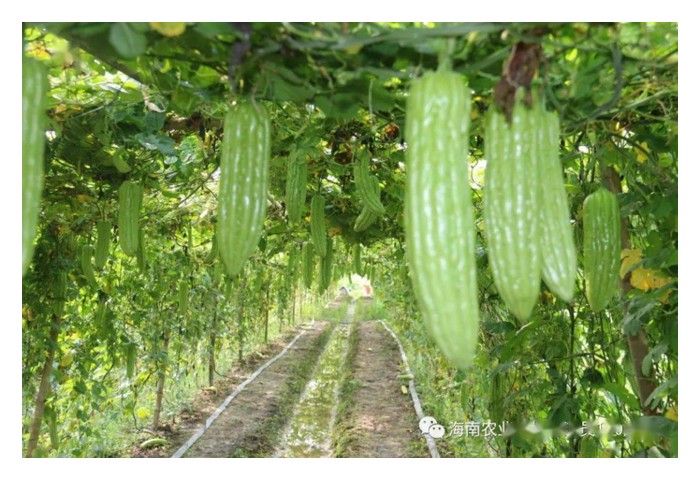 Read more about the article 黄瓜、丝瓜、苦瓜及老黄瓜是否拥共同病虫害? 种植技术大约相同? 在大马，那个回酬率较佳?