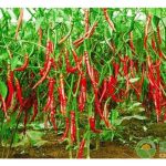 辣椒种植的优势是什么?据知它是高回酬高风险作物? 举例说明?