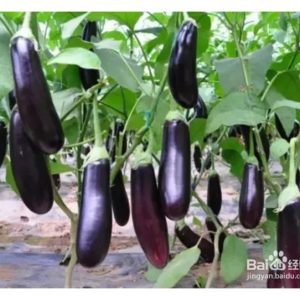 茄子种在土包，地上铺地膜防草，加上滴灌系统供肥水，这种在开放园地进行的作业已符合标准及合格?