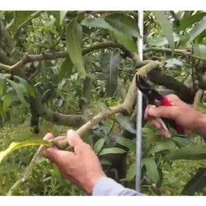 现代农友对果树如榴莲、番石榴及芒果等的整型(修枝)、长势一致性及合理种植密度更为关注，他们深知，果产应优先品质，产量其次，以卖个好价?