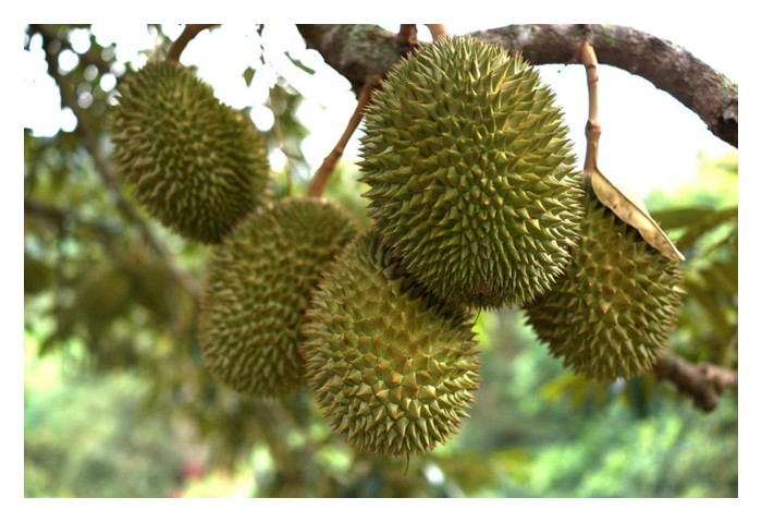 Read more about the article 以五亩地计算，猫山王品种，有截顶与没截顶的园地，15年内的成本与回酬比较