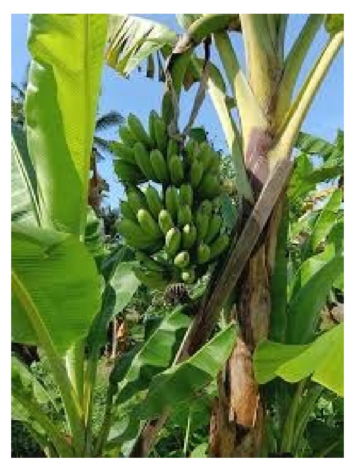 Read more about the article 三亩油棕地翻种榴莲,首三年兼种 berangan 香蕉,是否足以扺销成本开支?