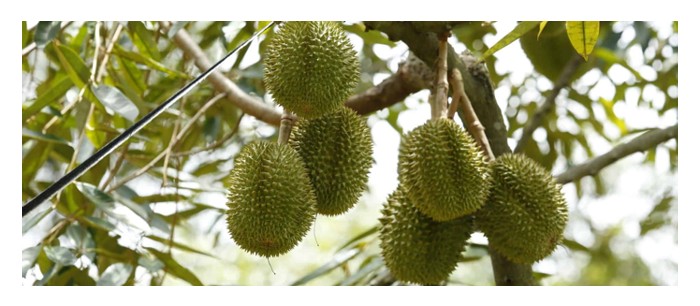 Read more about the article 三亩7年树龄的油棕年收益对比同面积同树龄猫山王榴莲的年收益