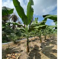 三亩油棕地翻种猫山王榴莲 + 套种 Berangan 香蕉的10年混种盈利模型