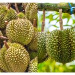 完全没有果肉的榴莲怎样形成的?