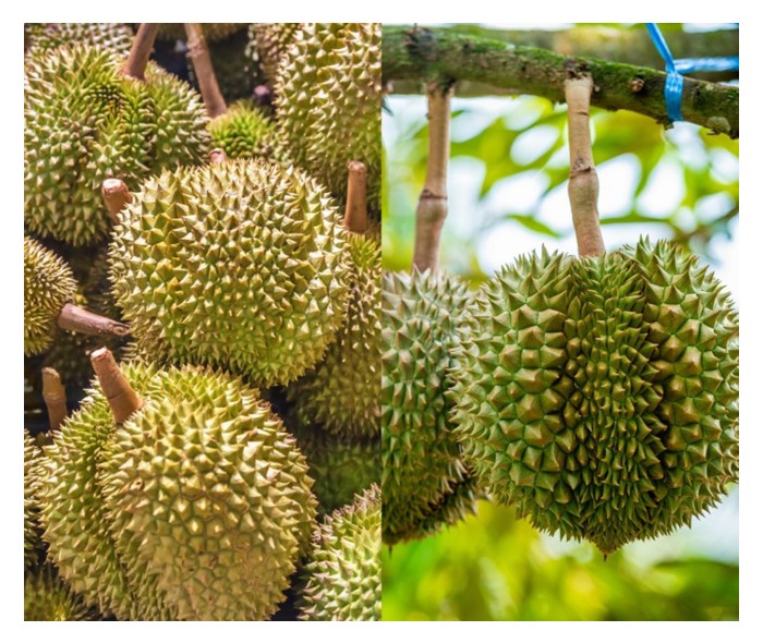 Read more about the article 完全没有果肉的榴莲怎样形成的?