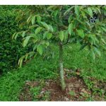 榴莲秧苗下种后长不大，叶子带黄，被称老人精，据知在树旁补种一棵秧苗，可取到激素挥发作用，使到原本长不大的秧苗能逐渐长上来，何解?