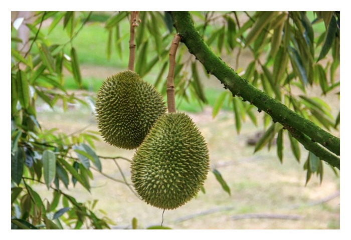 Read more about the article 果树如榴莲、番石榴、芒果及水翁等的枝条是否需要阳光照射才能产果? 何解?