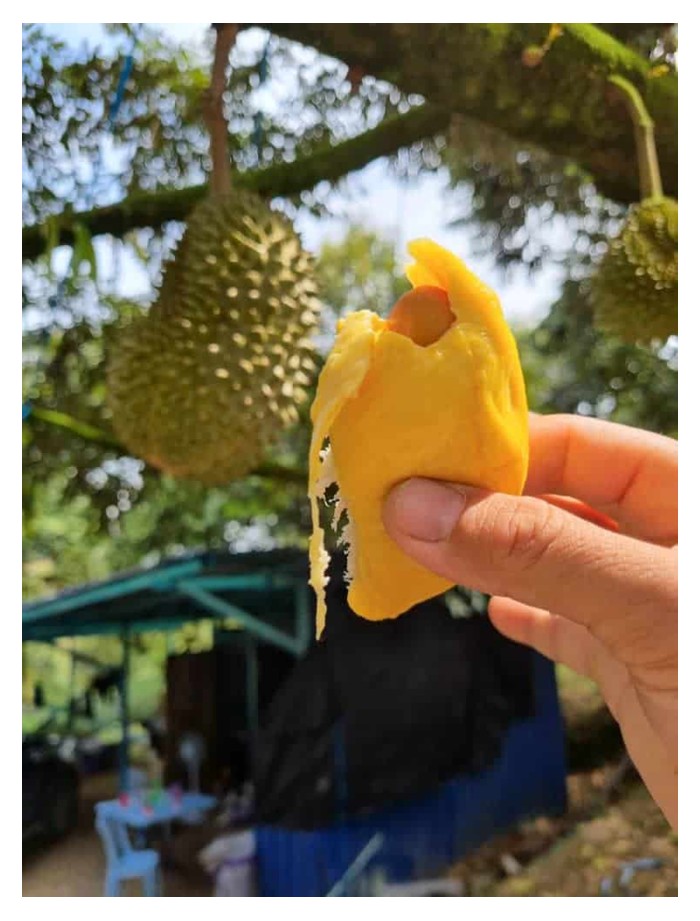 Read more about the article 《猫山王换电锯》:砂拉越原住民的果园转型记