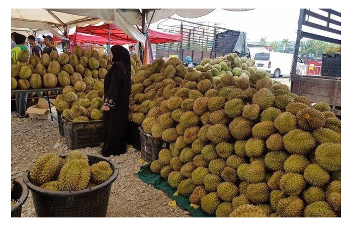Read more about the article 在马來西亚,获得MYGAP认证的榴莲园才能出口果实。这个门槛逼得许多无认证的小园主纷纷将榴莲以平价推出本地市场,场面热爆。 事实是否如此?