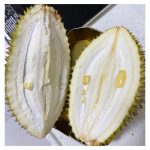 完全没有果肉的榴莲怎样形成的?