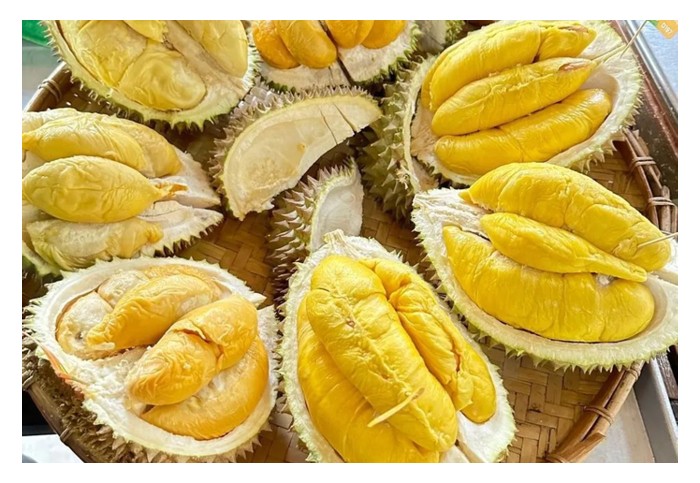 You are currently viewing 大马政府计划多元化榴莲品种出口包括竹脚、D24, 101等以提供更多的价格选择。推广多元化风味而非单靠一两品种 (如猫山王及黑刺)是保障榴莲产业能永续经营的要项?