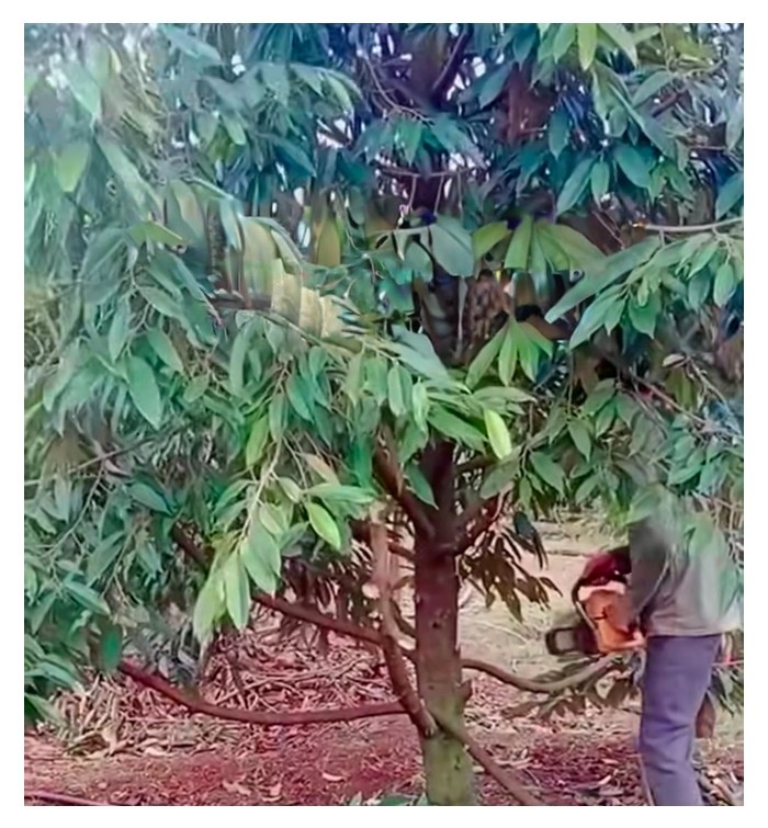 You are currently viewing 印尼那边,管理员手持利剪,大事修剪榴莲树,茂盛的树一瞬间不见了一半的枝叶,大显身手过后,树的长势何去何从?