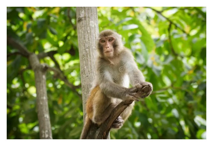 Read more about the article 泰国榴莲农友利用猴子上树“修枝”，把无用细小枝条用手清除，那灵活快捷身手背后，是否有虐待动物之嫌，还是巧妙善用动物?