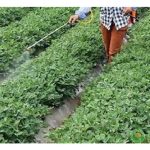 肥水与液状叶面肥最容易被有居心的生产商鱼目混珠,品质低劣,农友受促向有信誊的生产商购买以策安全,虽然价格可能贵些?