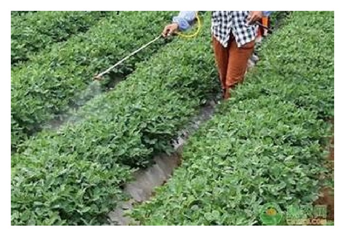Read more about the article 肥水与液状叶面肥最容易被有居心的生产商鱼目混珠，品质低劣，农友受促向有信誊的生产商购买以策安全，虽然价格可能贵些?