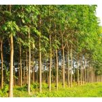 沉香产业，为何香不起？——从农民困境到产业再造的深层解剖