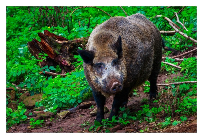 Read more about the article 山猪跑进园里找食，破坏作物，那么要怪园主设防不周还是要怪山猪?