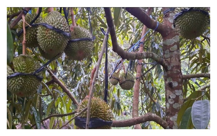 You are currently viewing 印尼榴莲农友以竹架固定成龄树技条, 不怕大风，让树专注坐果，犹如一部产果机，收成大有看头?