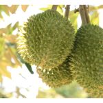 榴莲产业在多数东南亚国家都能发展，大马不是唯一，再过几年，各国产量大增，可能冲击大马农民利润?