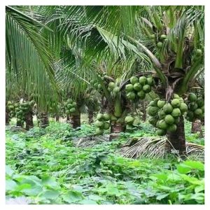 随着SD GUTHRIE 已商业化Matag 椰苗，FGV GROUP 近期内亦可能推出，显示大马已具备大事发展椰业的条件?