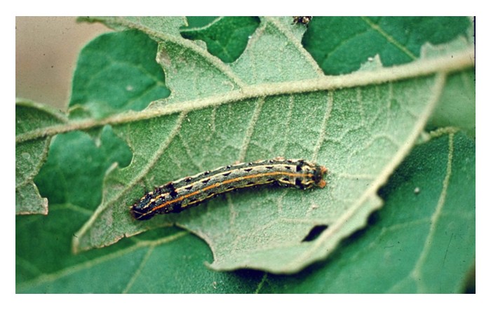 Read more about the article ［自然奇谈］某地害虫竟“诈尸”？死了还能爬回来继续吃！记者／林青禾