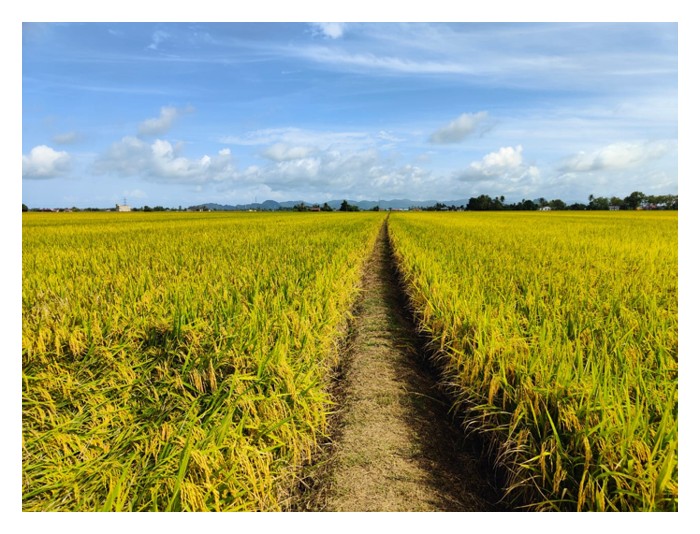 Read more about the article 大马水稻产量不一,有些3-4吨/公顷,有些7-8吨/公顷,若采用杂交水稻,产量大约是每公顷多少吨?