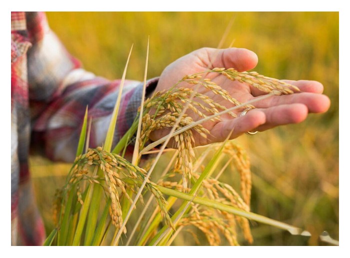 Read more about the article 目前全球那个国家的水稻产量最高,每公顷产多少吨? 什么因素造就出这般优异表现?