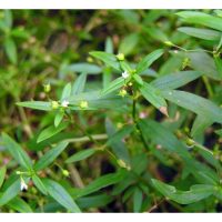 马来西亚适合种植的10种华人草药